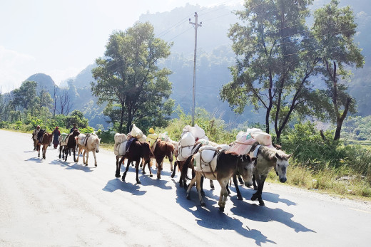 बर्खामा सामान ढुवानी गर्ने प्रमुख साधान खच्चड, हिउँदमा कामविहीन